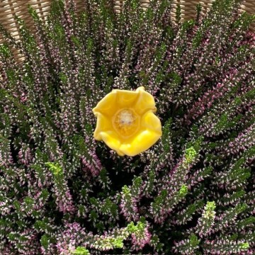 Papaver klein yellow
